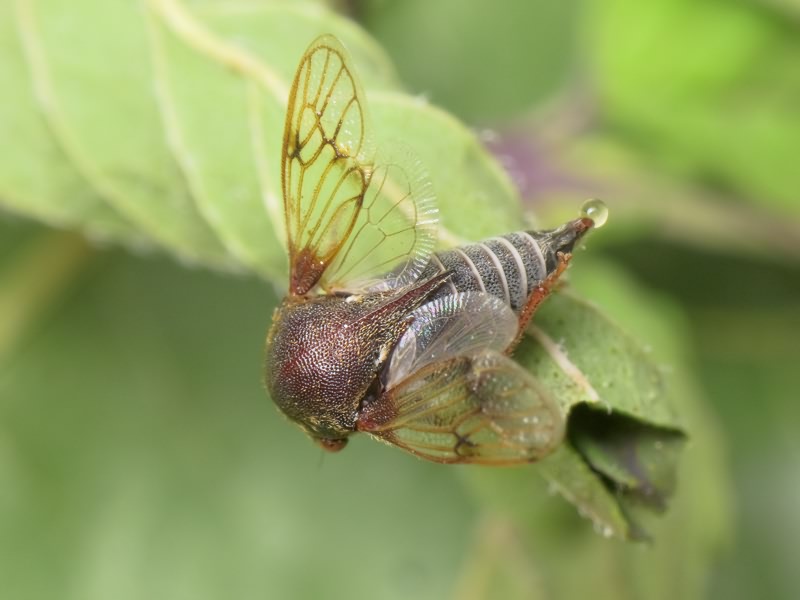 Membracidae